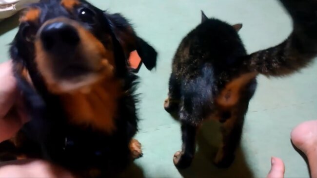 ダックスフンド,動画