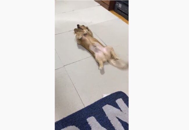 ダックスフンド,動画