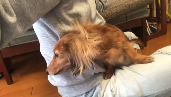 ダックスフンド,動画