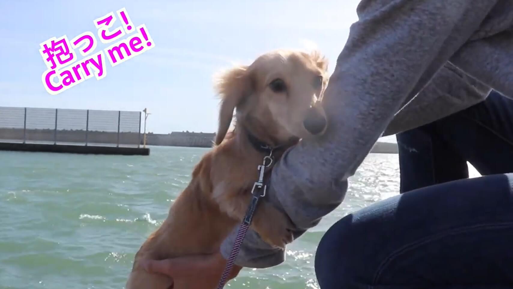 ダックスフンド,動画