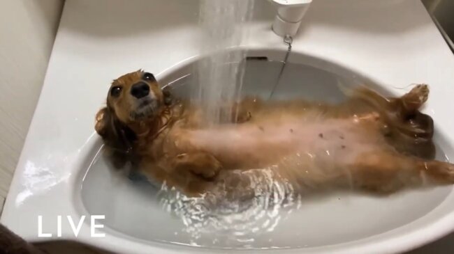 ダックスフンド,動画