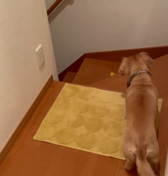 ダックスフンド,動画