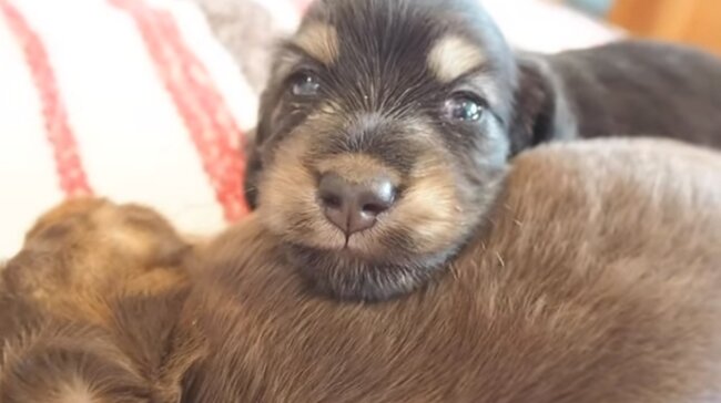 ダックスフンド,動画