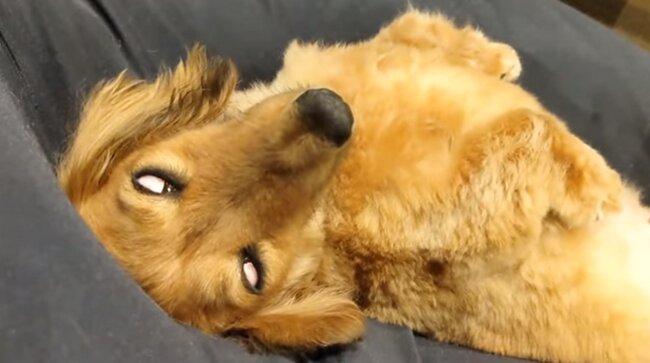 ダックスフンド,動画