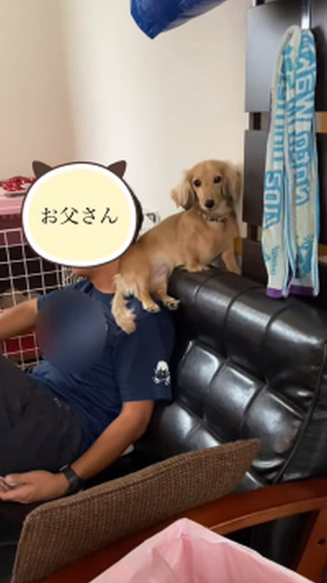 ダックスフンド,動画