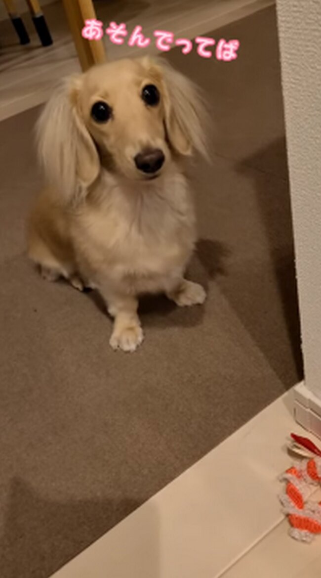 ダックスフンド,動画