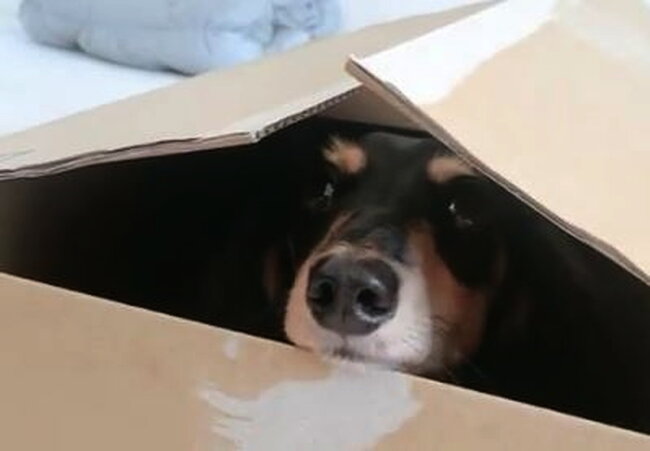 ダックスフンド,動画