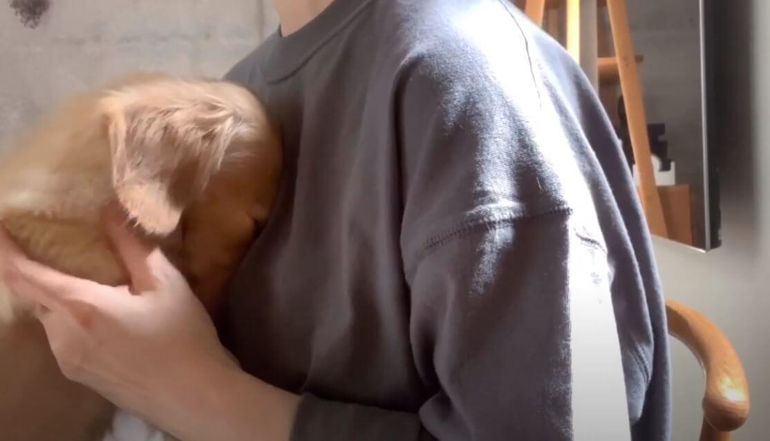 ダックスフンド,動画