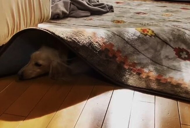 ダックスフンド,動画