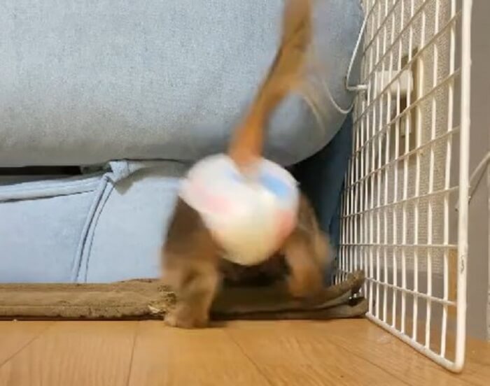 ダックスフンド,動画