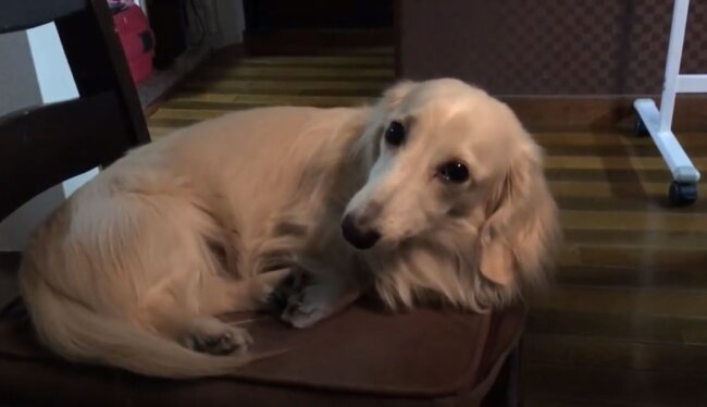 ダックスフンド,動画