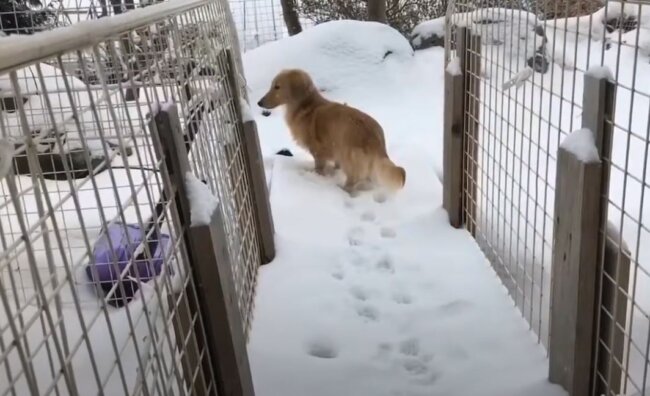 ダックスフンド,動画