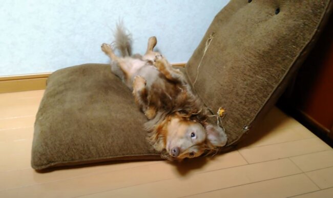 ダックスフンド,動画