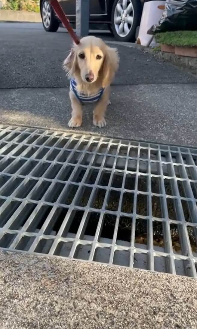 ダックスフンド,動画