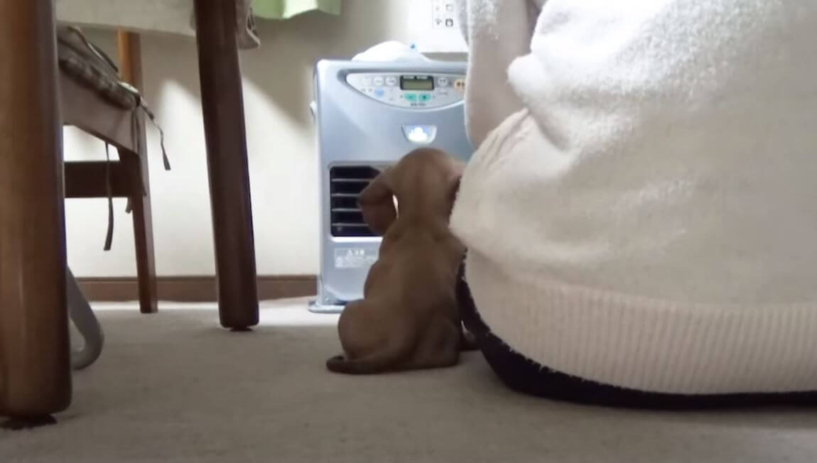 ダックスフンド,動画