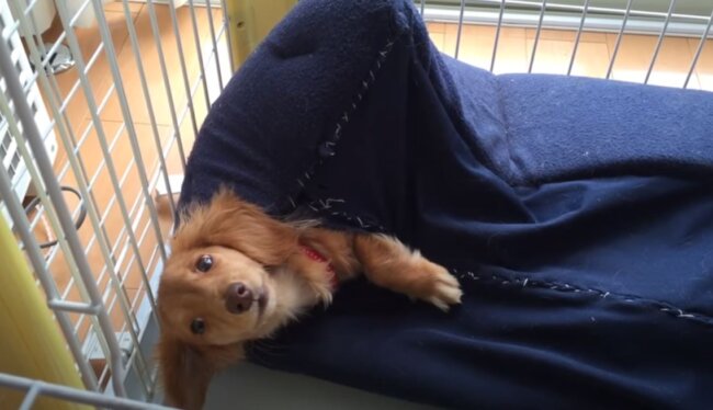 ダックスフンド,動画