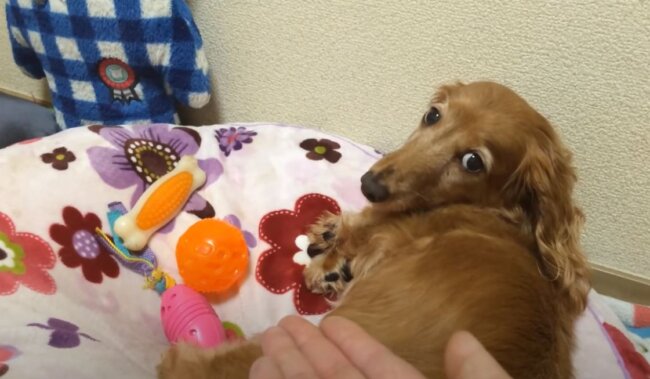 ダックスフンド,動画