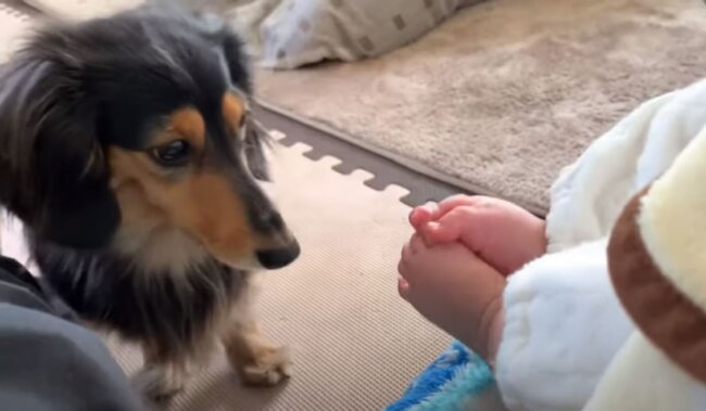 ダックスフンド,動画