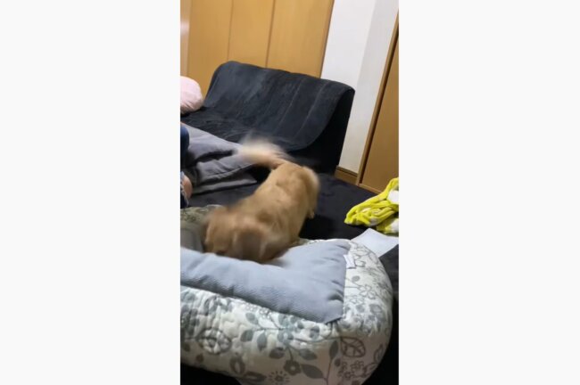 ダックスフンド,動画