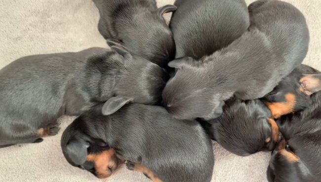 ダックスフンド,動画