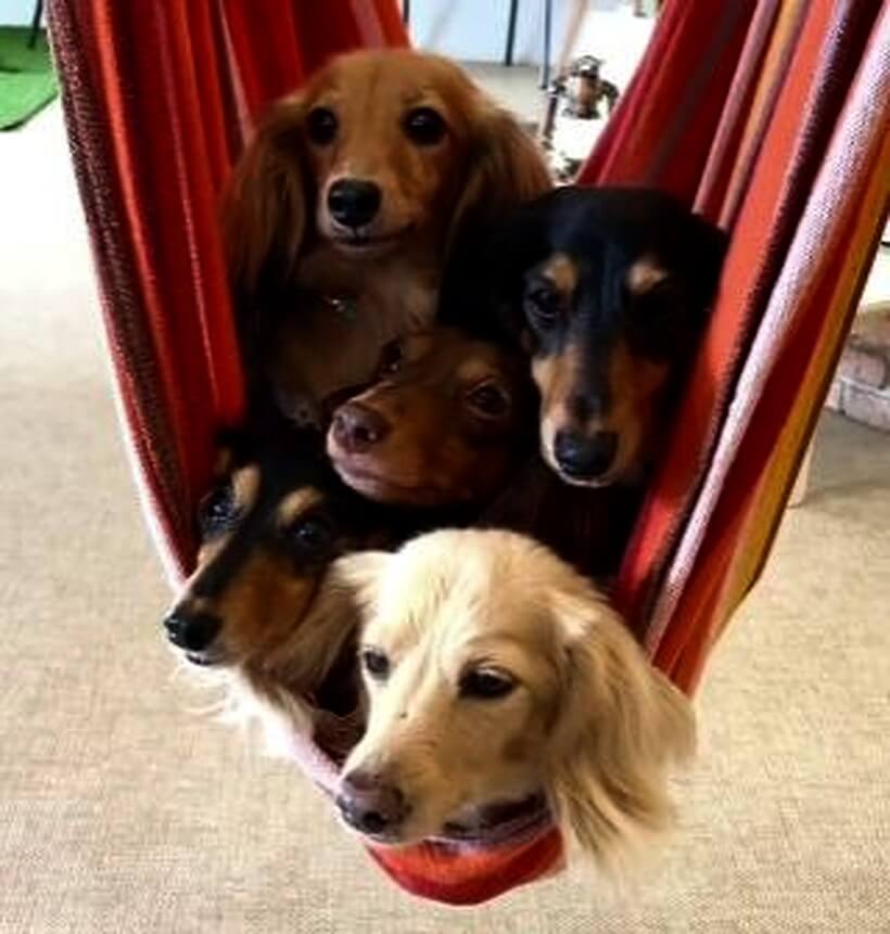 ダックスフンド,動画