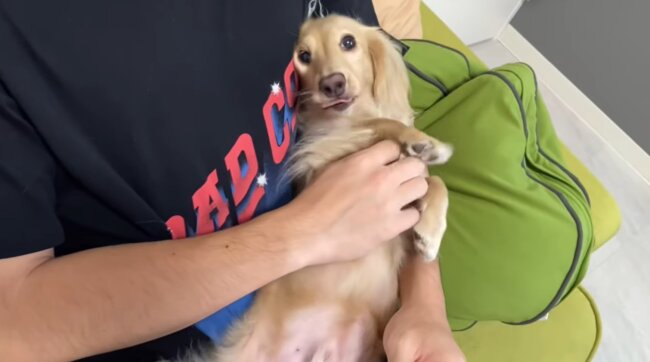 ダックスフンド,動画