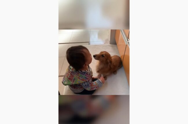 ダックスフンド,動画