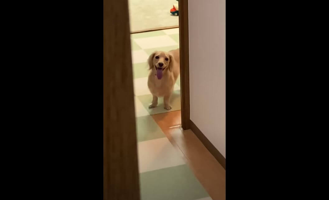 ダックスフンド,動画