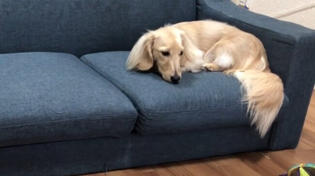 ダックスフンド,動画