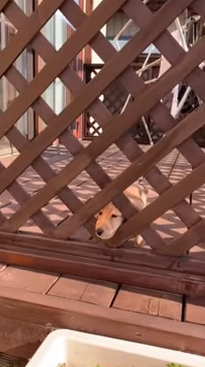 ダックスフンド,動画