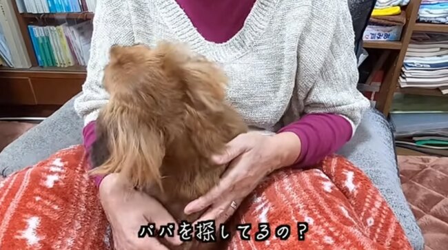 ダックスフンド,動画