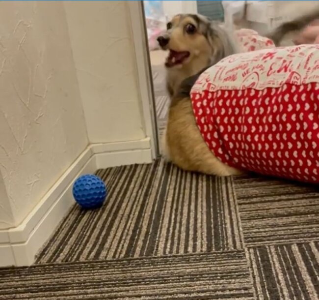 ダックスフンド,動画