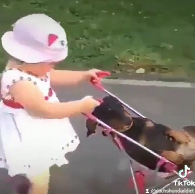 ダックスフンド,動画