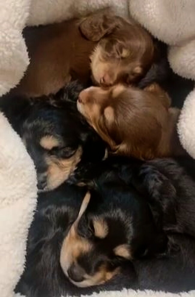 ダックスフンド,動画