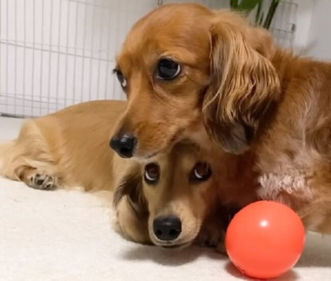 ダックスフンド,動画