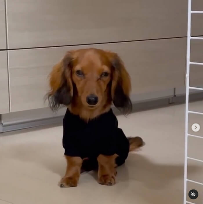 ダックスフンド,動画