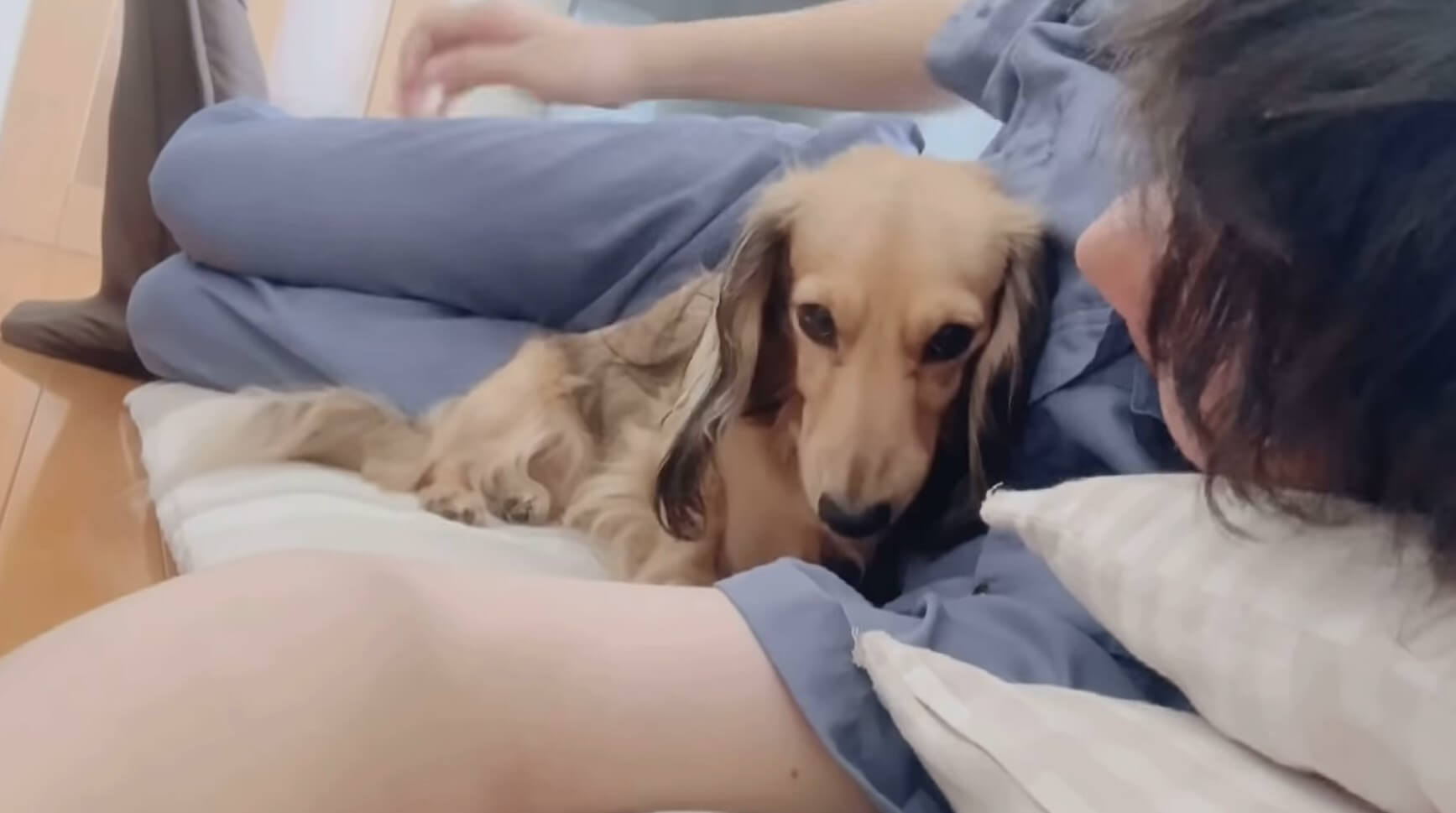 ダックスフンド,動画