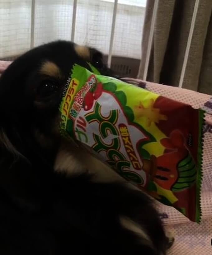 ダックスフンド,動画