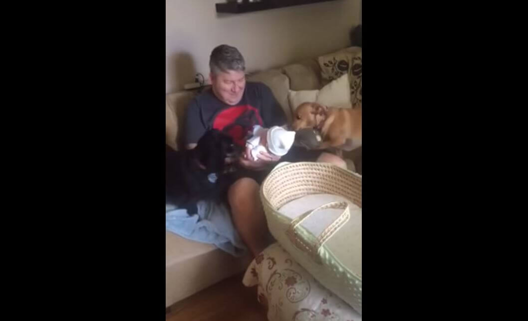 ダックスフンド,動画