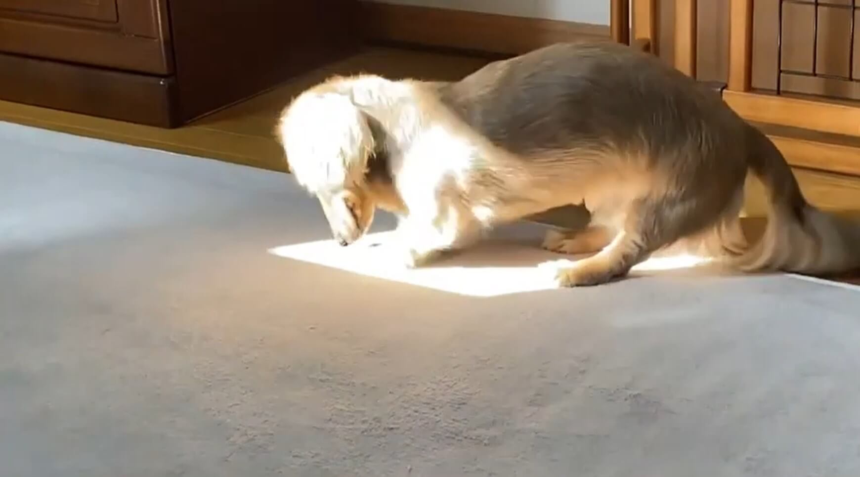 ダックスフンド,動画