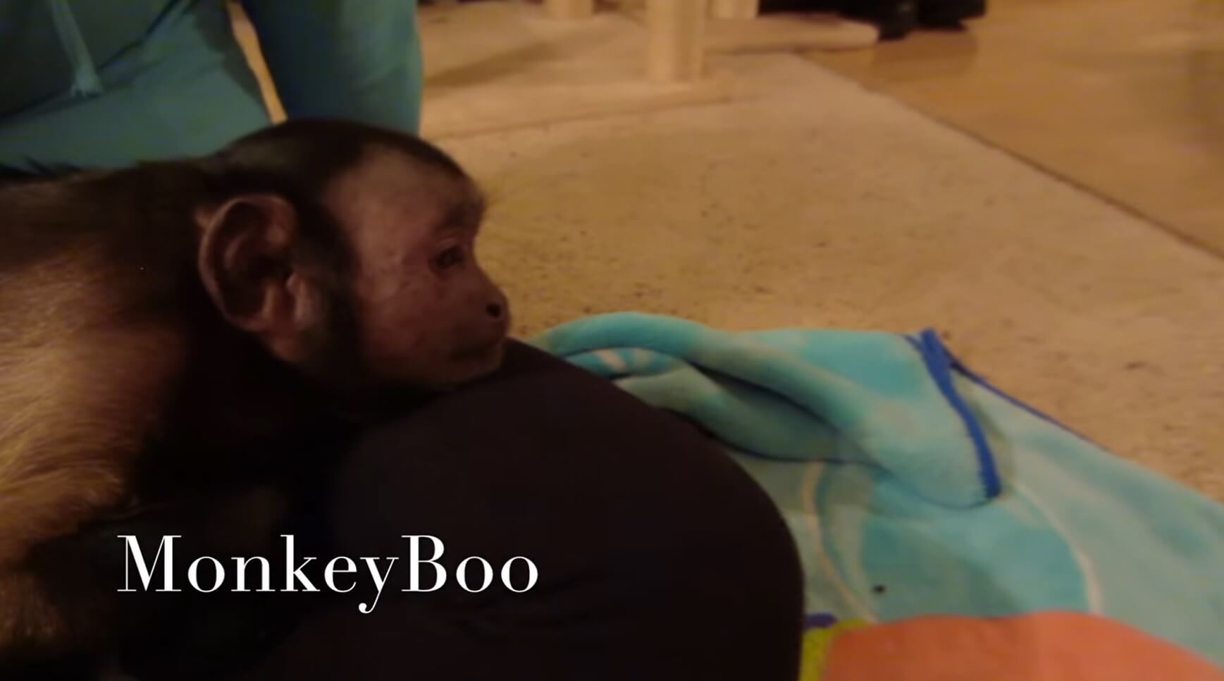 ダックスフンド,動画