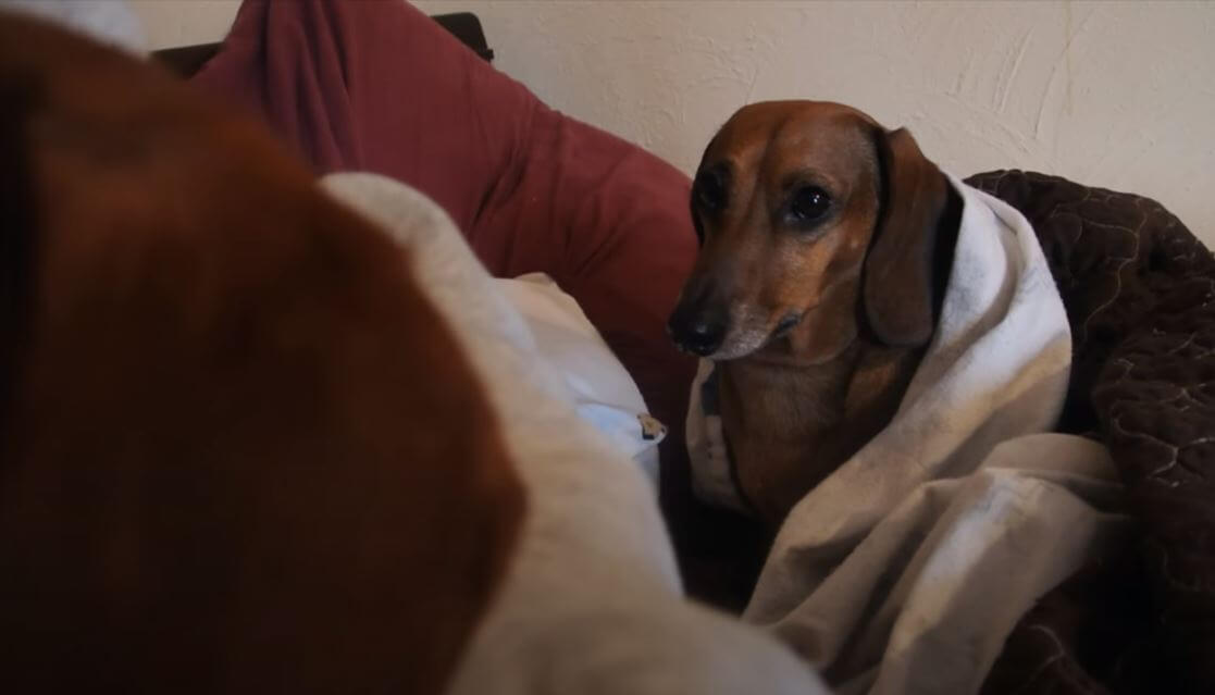 ダックスフンド,動画