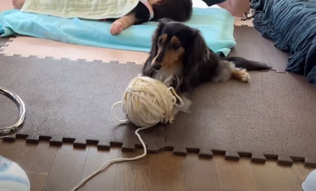 ダックスフンド,動画