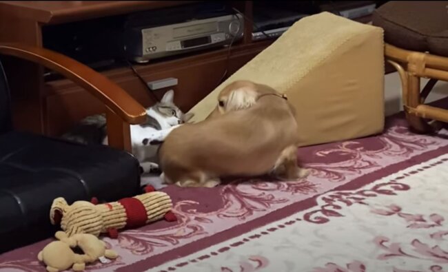 ダックスフンド,動画