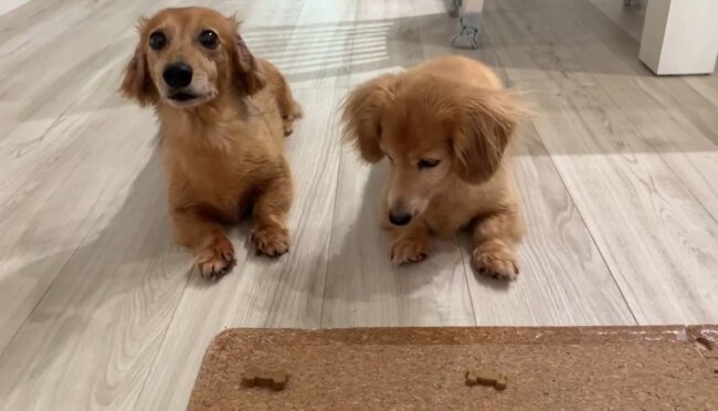 ダックスフンド,動画