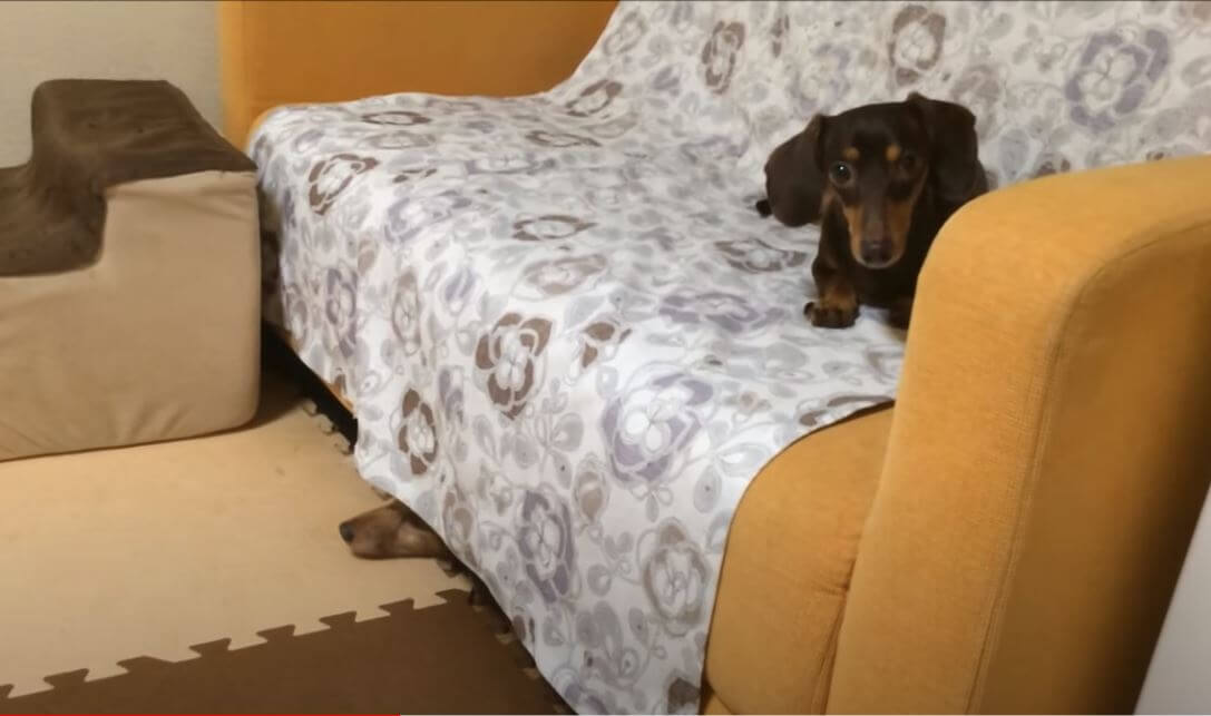 ダックスフンド,動画