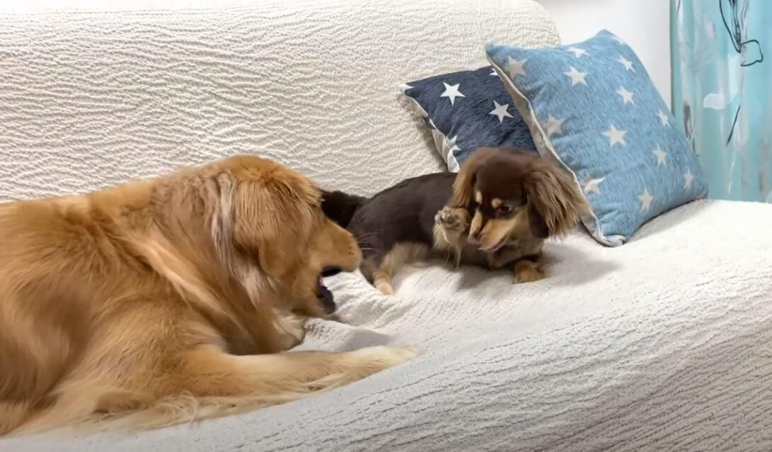 ダックスフンド,動画