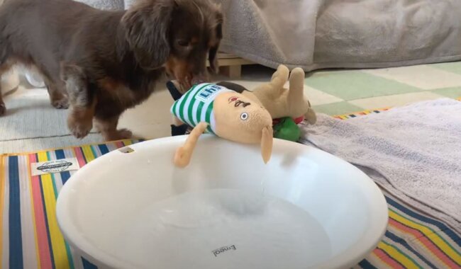 ダックスフンド,動画