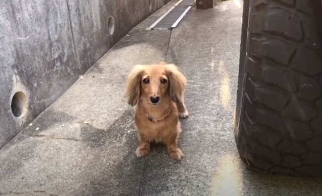 ダックスフンド,動画