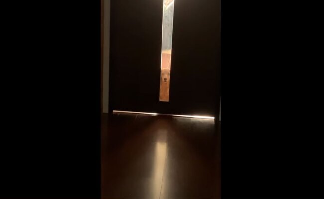 ダックスフンド,動画